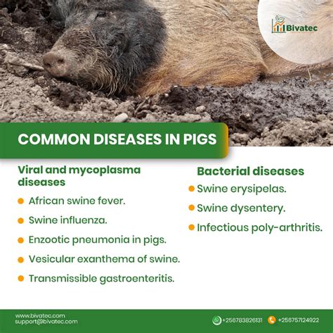 What diseases cause sudden death in pigs?