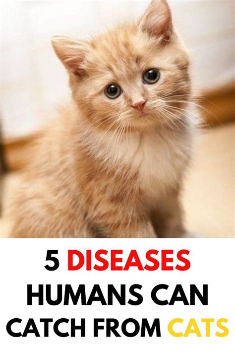 What diseases do cats carry to humans?