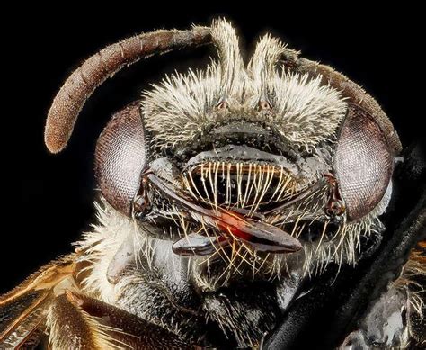 What disturbs bees the most?