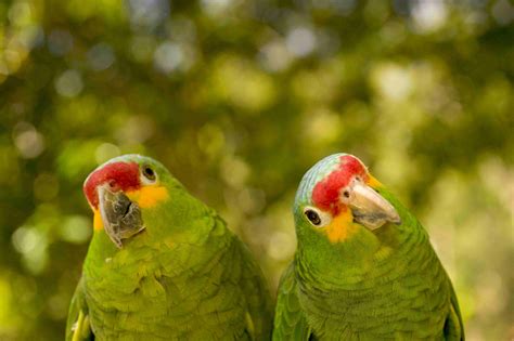 What do Amazon parrots love?