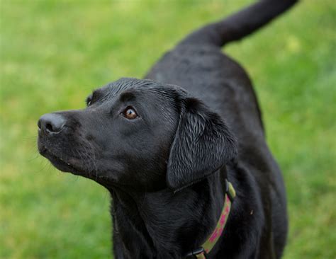 What do American Labradors look like?