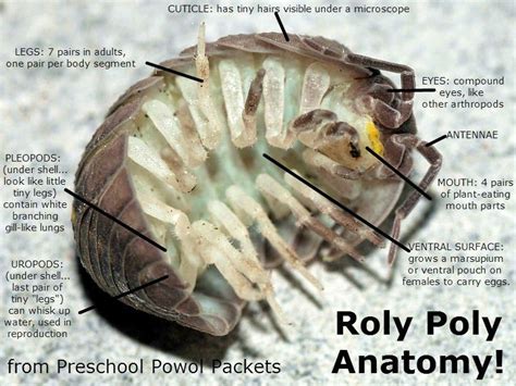 What do British people call Rolly Pollies?