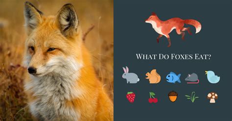 What do Canadian foxes eat?