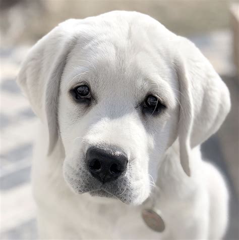 What do English Labradors look like?