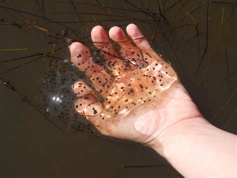 What do I do if I find frog eggs?