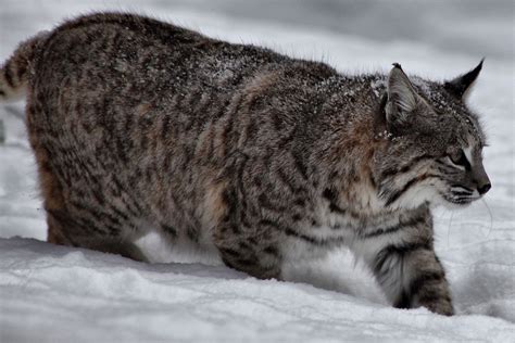 What do I do if I see a bobcat?