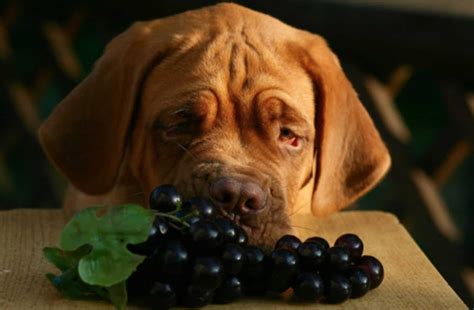 What do I do if my dog ate a grape?