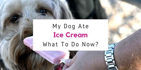 What do I do if my dog ate ice cream?