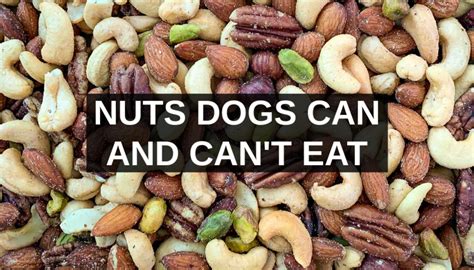 What do I do if my dog eats nuts?