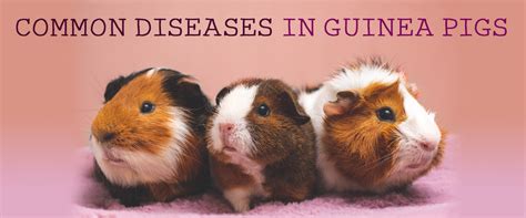 What do I do if my guinea pig has a blockage?