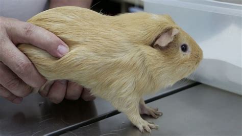 What do I do if my guinea pig is bloated?