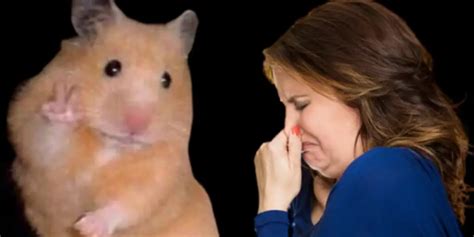 What do I do if my hamster stinks?