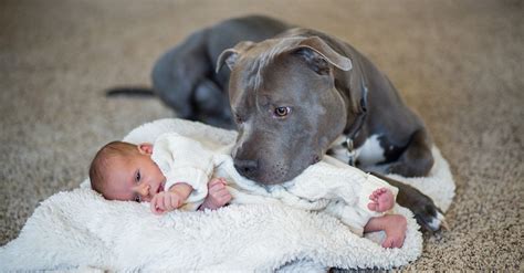 What do Pit Bulls love the most?
