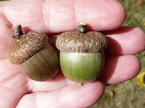 What do Red Oak acorns look like?