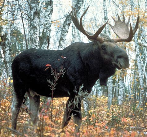 What do Russians call moose?