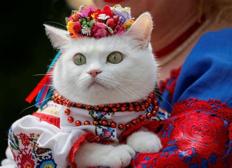 What do Ukrainian cats look like?