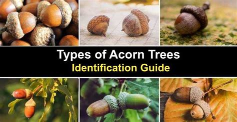 What do acorns and oak trees mean?