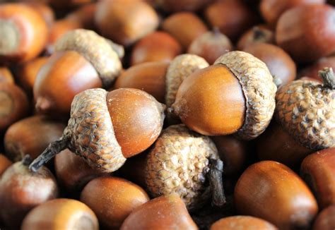 What do acorns attract?