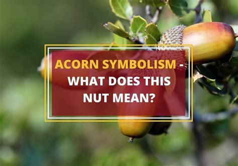 What do acorns symbolize in England?