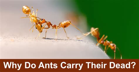 What do ants do with dead ants?