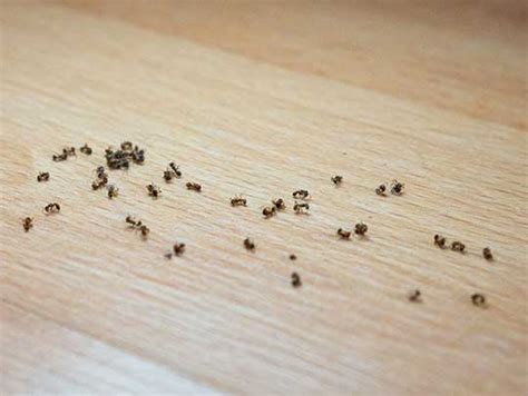 What do ants hate most?