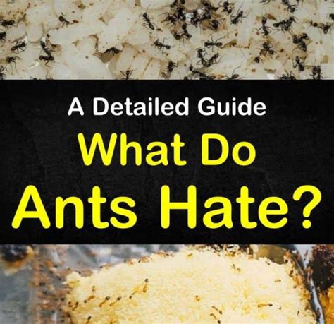 What do ants hate naturally?