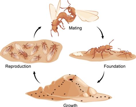 What do ants turn into?