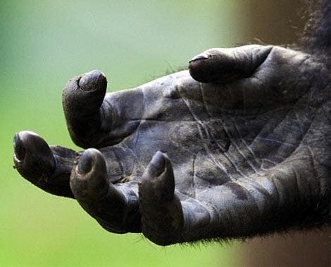 What do apes use their hands for?