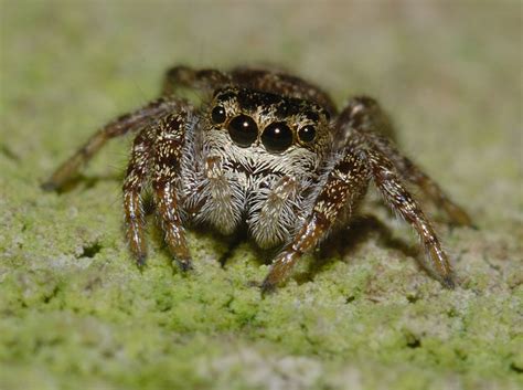 What do baby jumping spiders drink?