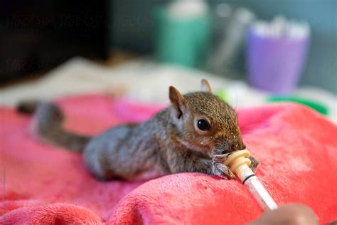 What do baby squirrels eat?