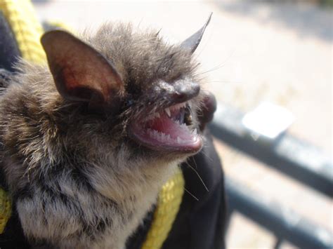 What do bats think of humans?