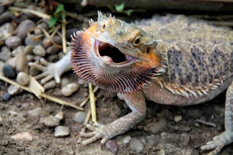 What do bearded dragons don't like?