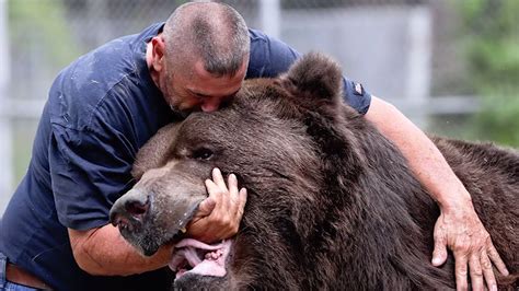 What do bears think of humans?