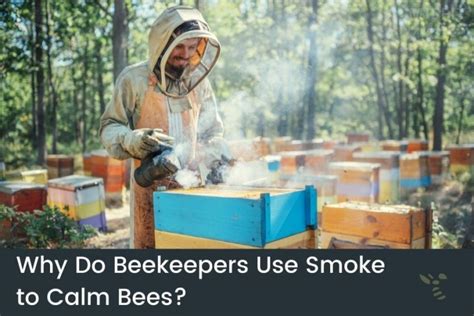 What do beekeepers use to keep bees calm?