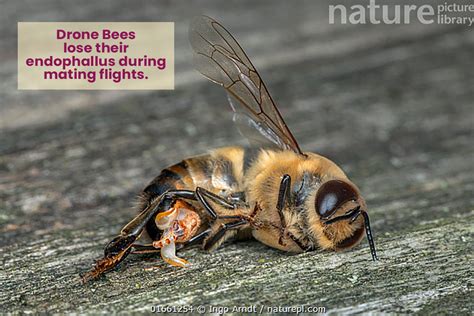 What do bees do when one dies?