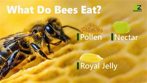 What do bees eat?