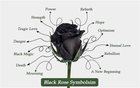 What do black roses symbolize?