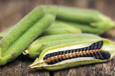 What do black sesame seeds grow into?
