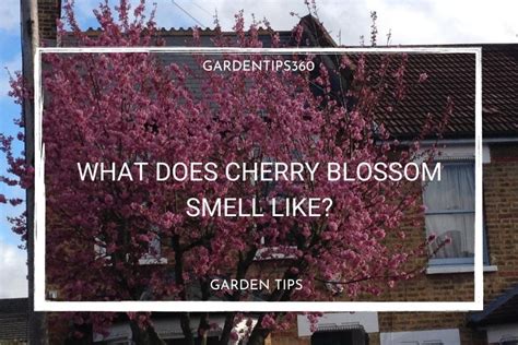 What do blossoms smell like?