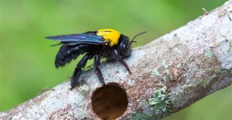 What do carpenter bees eat?