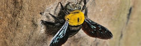 What do carpenter bees hate the smell of?