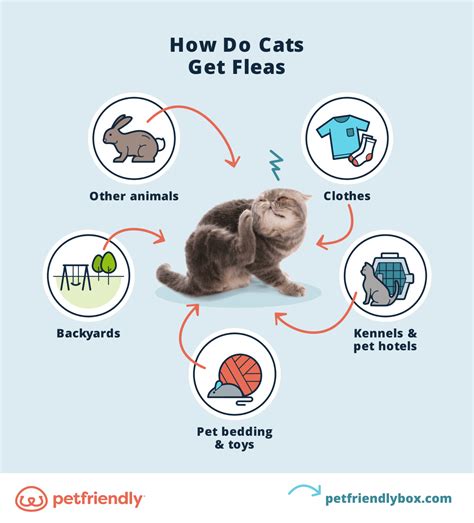 What do cat fleas hate the most?