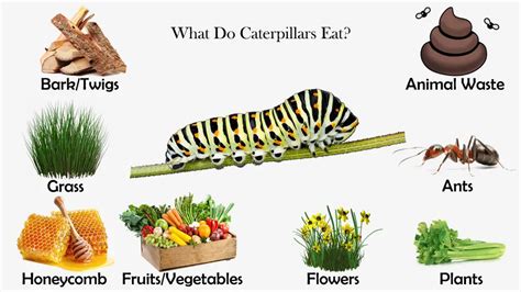 What do caterpillars eat a lot of?