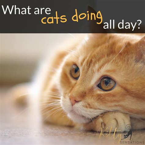 What do cats do all day?