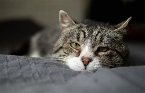 What do cats do when they sense death in humans?