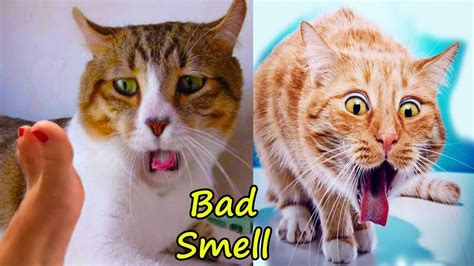What do cats do when they smell something bad?