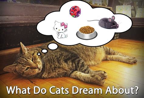 What do cats dream about?