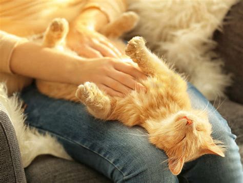 What do cats feel when you pet their stomach?