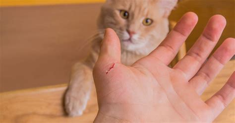 What do cats feel when you scratch them?