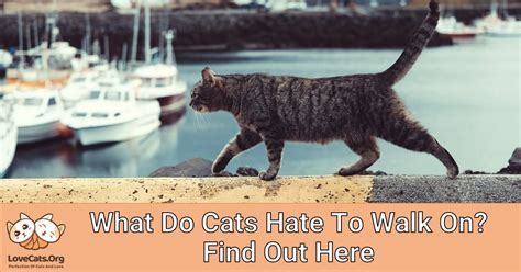 What do cats hate to walk on?